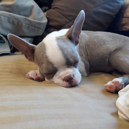 Boston Terrier Puppies from SB Bostons