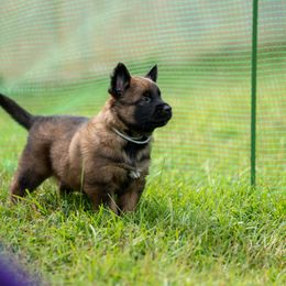 X - Mahogany and black male Belgian Tervuren puppy in Sanford, North Carolina from Golden Wind