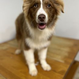 Timber - Red tri-color Australian Shepherd puppy in Beaver, Utah from Renegade Point Stock Dogs