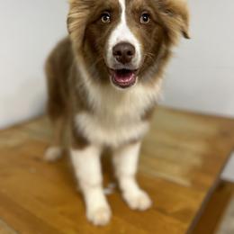 Timber - Red tri-color Australian Shepherd puppy in Beaver, Utah from Renegade Point Stock Dogs