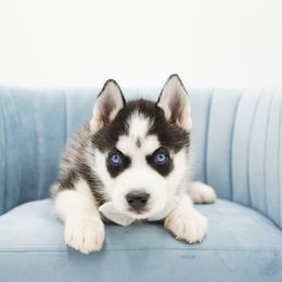 Axel - Black and white male Siberian Husky puppy in Elmwood Park, Illinois from HuskiesAndGoldensWithFinesse