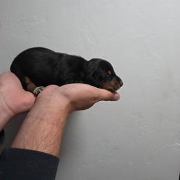 Peanut - Black and tan male Dachshund puppy in Tucson, Arizona from D-S Ranch Corgis