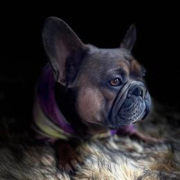 Bentley - French Bulldog