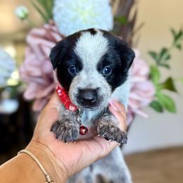 Max - Blue male Australian Cattle Dog puppy in Sahuarita, Arizona from A2 Australian Cattle Dogs