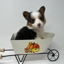 Pistachio (bluie fluffy) - Blue female Pembroke Welsh Corgi puppy in Waco, Texas from The Comma Corgis