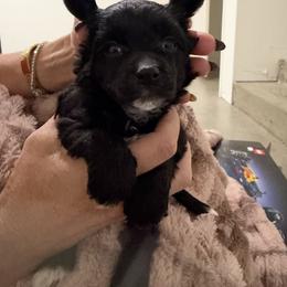 Female 3 - Black and white female Chinese Crested puppy in Salt Lake City, Utah from Naked & Famous