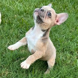 Peach pet home option available - Fawn female French Bulldog puppy in Grand Prairie, Texas from Avelar’s Top Shelf Frenchies