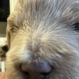 Girl 4 - Apricot Goldendoodle puppy in Wendell, North Carolina from Doodles of Cedar Creek Farm