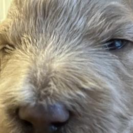 Girl 4 - Apricot Goldendoodle puppy in Wendell, North Carolina from Doodles of Cedar Creek Farm