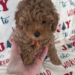 Maltipoo Puppies from Ollie-Pop Paws Breeding