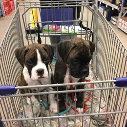 Boxer Puppies from Quinney’s Boxers