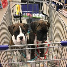 Boxer Puppies from Quinney’s Boxers