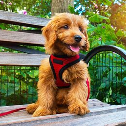 Goldendoodles from Sunnyside Goldendoodles