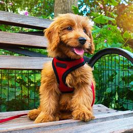 Goldendoodles from Sunnyside Goldendoodles