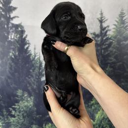 Pink Girl - Black female Dachshund puppy in Medina County, Ohio from Wilderness Weenies