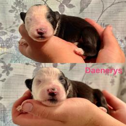 Daenerys - Black and white female Border Collie puppy in Santa Cruz, California from Von Guadachi German Shepherds & Audacity Border Collies