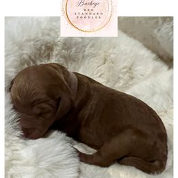 Light Purple - Female - Red  female Poodle puppy in Lima, Ohio from Buckeye Red Standard Poodles