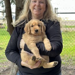 Golden Retriever Puppies from Gail’s Goldens