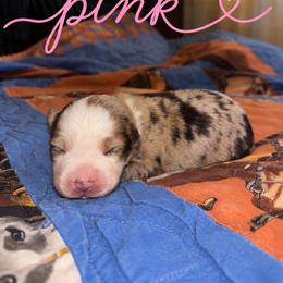 Pink - Red merle female Miniature Australian Shepherd puppy in Arizona from Country Charm Mini Aussies