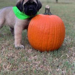 Mastiff Puppies from Red River Mastiff