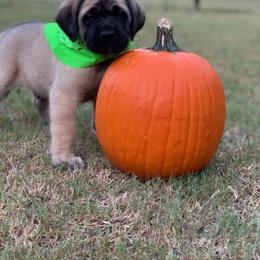 Mastiff Puppies from Red River Mastiff