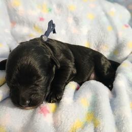Kyle - Black male Havapoo puppy in Blanch, North Carolina from Faithful Hearts Kennel