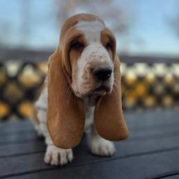 Sugar 2700.00 - Red and white female Basset Hound puppy in Denison, Texas from Emma Lou's Baby Bassets