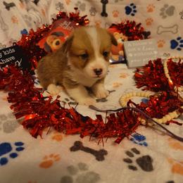 Purple collar - White and red male Pembroke Welsh Corgi puppy in Aleppo, Pennsylvania from Donna's Corgis