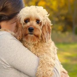 Opel - Cavapoo