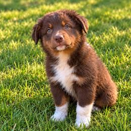 Acadia - Red tri female Miniature Australian Shepherd puppy in Macomb, Missouri from Show Me MO Aussies