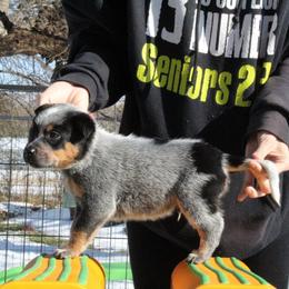 Tracker - Light Blue - Blue male Australian Cattle Dog puppy in Colbert, Oklahoma from LoveAHeeler