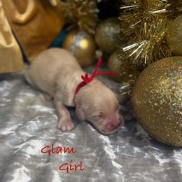 Glam - Light golden female Golden Retriever puppy in Rockville, Minnesota from Bracha Poodles & Doodles
