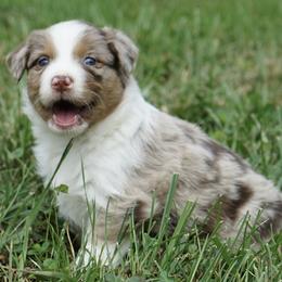 Girl 2 - female Australian Shepherd puppy in Holmesville, Ohio from Coffee Run Spring at Miller Farms