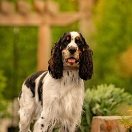 English Springer Spaniels from Raven Ridge Springers