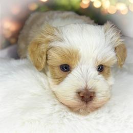 Midas - Parti male Miniature Schnauzer puppy in Dorr, Michigan from Enchanted Paws