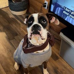Marley - Brindle female Boxer puppy in Prestonsburg, Kentucky from Bre’s Boxers