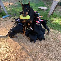 Doberman Pinscher Puppies from Spellbound Doberman Pinschers