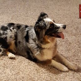 Josie - Australian Shepherd
