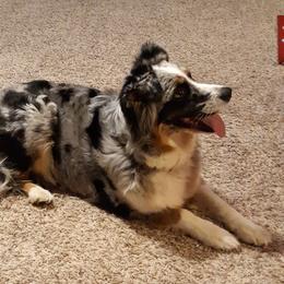 Josie - Australian Shepherd