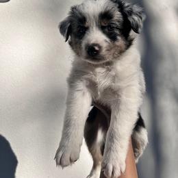 Australian Shepherd Puppies from In the Piney Woods ETX