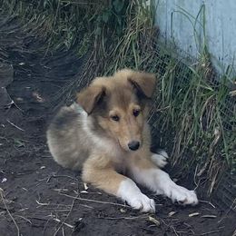 Alice - Sable and white female Collie puppy in Yulee, Florida from Three Collie Farm