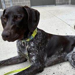 German Shorthaired Pointers from The Hunter's Post