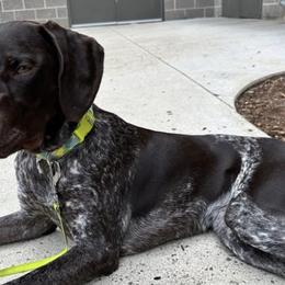 German Shorthaired Pointers from The Hunter's Post
