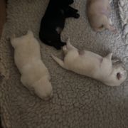 Black boy - Black male Schipperke puppy in Groesbeck, Texas from Lost Prairie Puppies