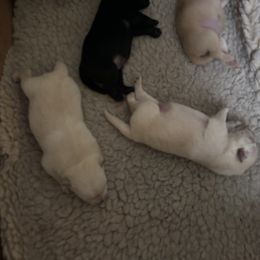 Black boy - Black male Schipperke puppy in Groesbeck, Texas from Lost Prairie Puppies