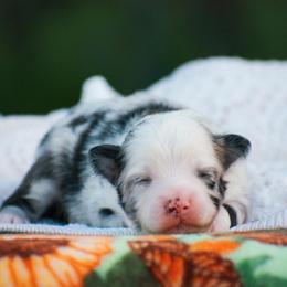 Paddington - Blue merle male Miniature American Shepherd puppy in Chocowinity, North Carolina from Foxtail Hollow