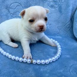 Elsa - White female Chihuahua puppy in Seneca, Missouri from Stephanie’s Puppy Colony