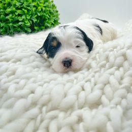 Bernedoodle and Goldendoodle Puppies from Oakie Doodles