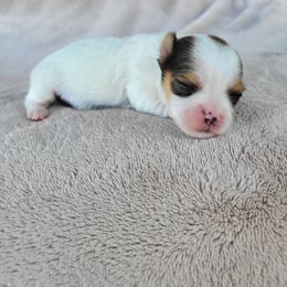 Lorelai - Parti female Yorkshire Terrier puppy in Middleton, Idaho from Rocky Mountain Yorkies