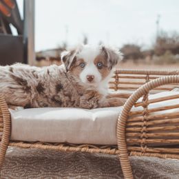 Miniature Australian Shepherd and Toy Australian Shepherd Puppies from Mesquite Tree Aussies